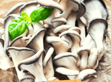 How To Store Oyster Mushrooms